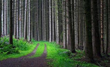 Rönås Skog erbjuder alla tjänster inom skogsbruk