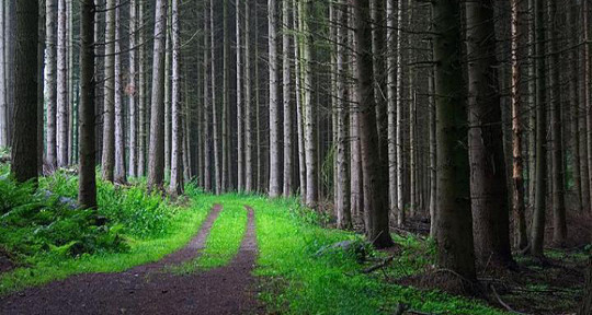 Rönås Skog erbjuder alla tjänster inom skogsbruk